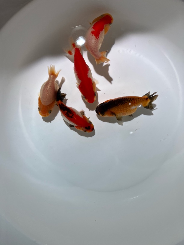 亚成兰寿5条 精品新疆本地冷水鱼 好养耐活