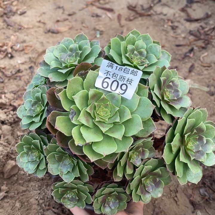 609万圣节手捧1北法师