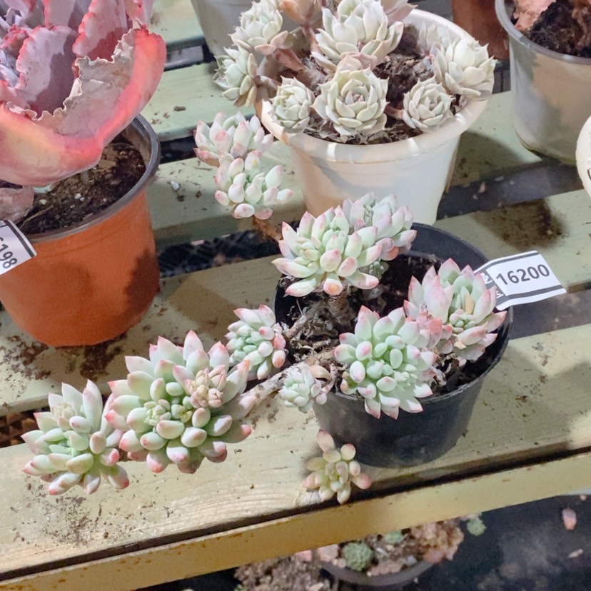 【闪购商品】明珠16200