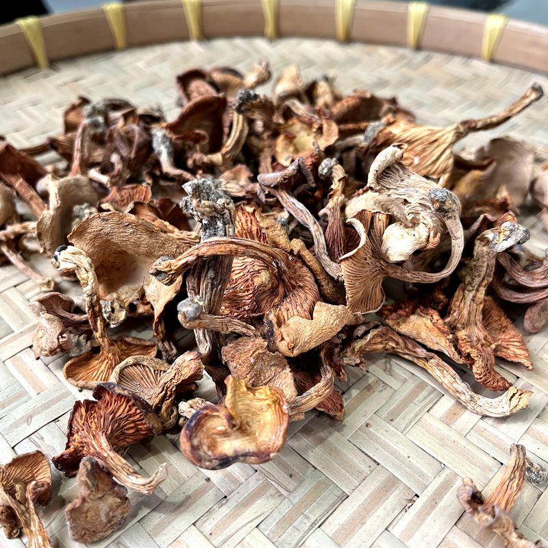 野生鸡油菌产地直发