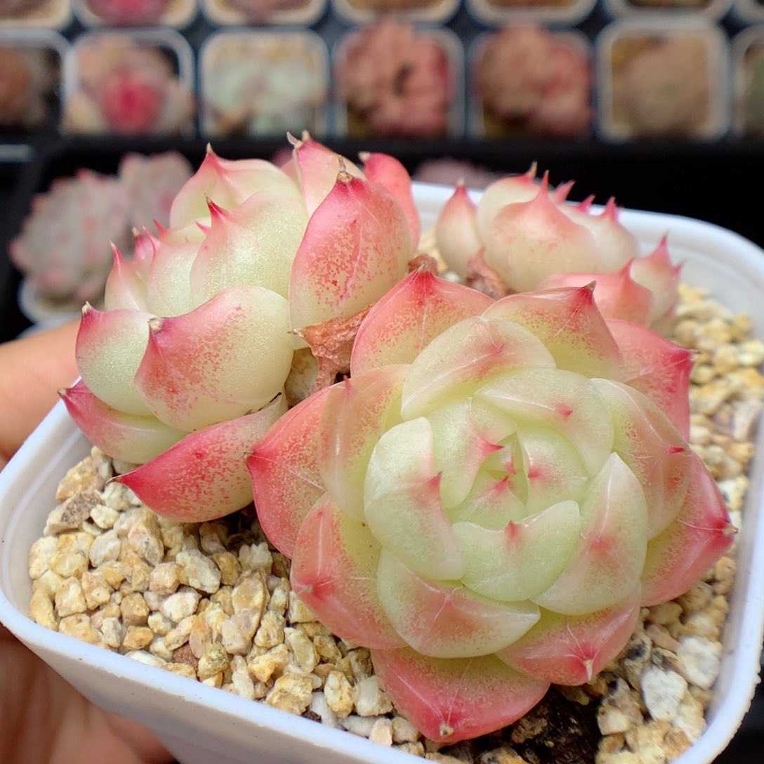 多肉植物。 麦秆13