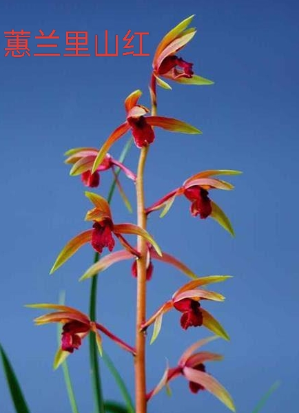 蕙兰名品红素《里山红》