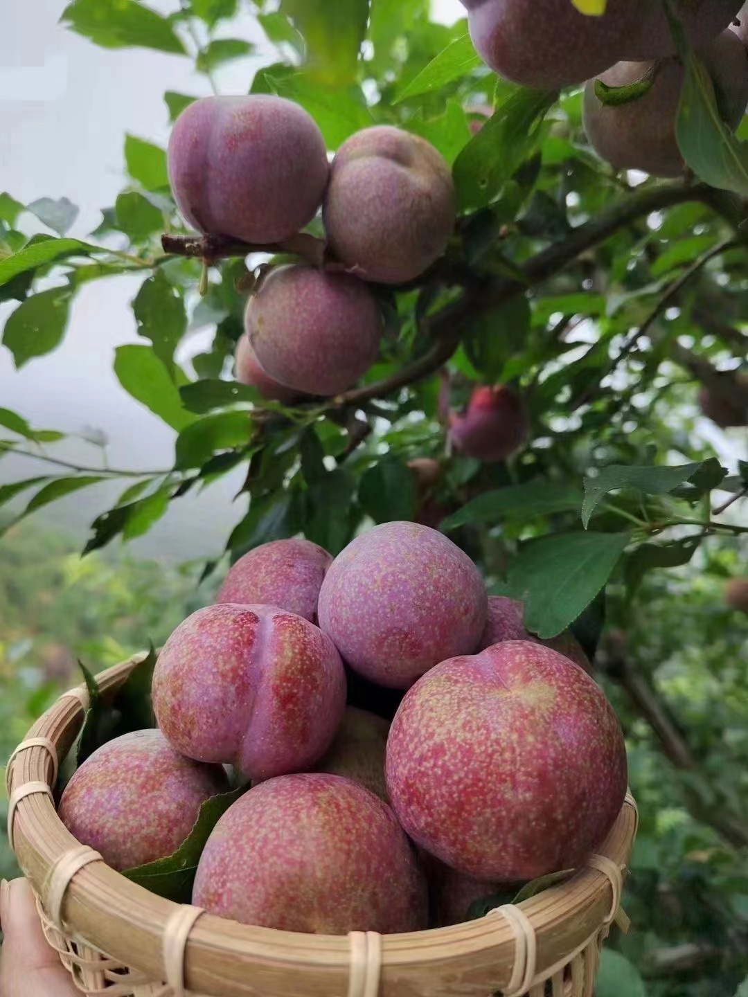 钱排三华李现摘现发新鲜当季水果孕妇李酸脆爽口