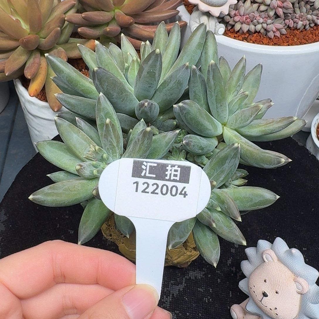 精品多肉植物122004