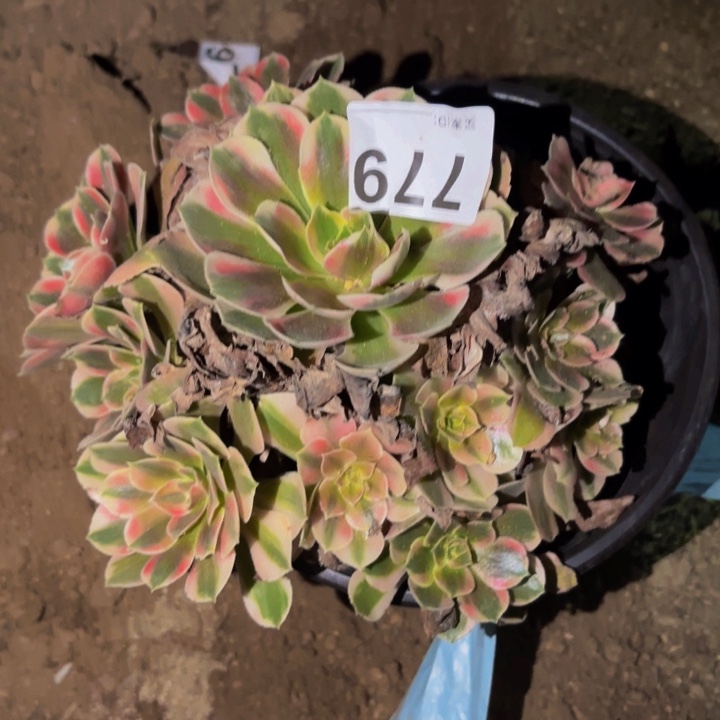 779红香妃多肉植物