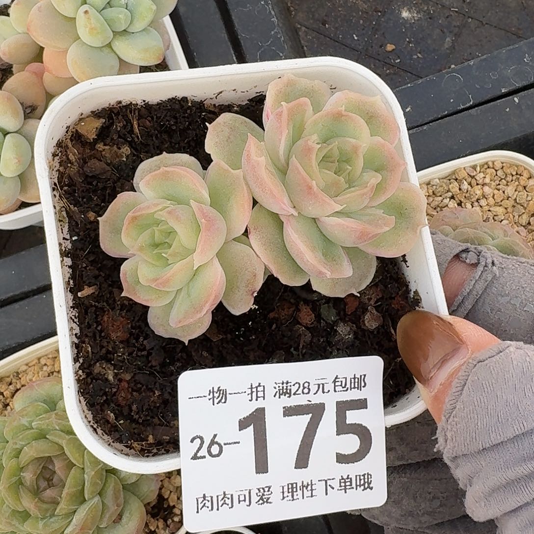 水晶虾饺无盆土发货无