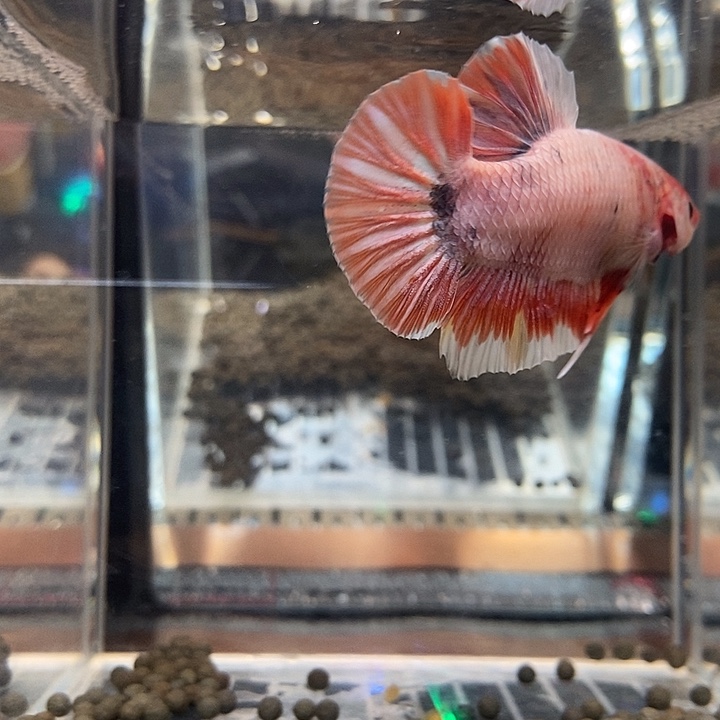 斗鱼黑66号巨斗将军