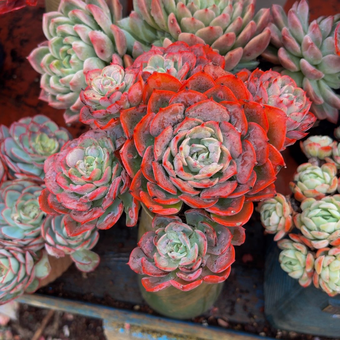 葵***花老桩精品肉肉雨滴