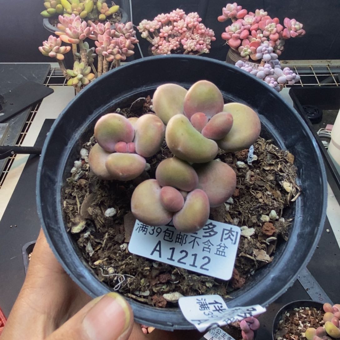 212芒果奶kk奶多肉5c m