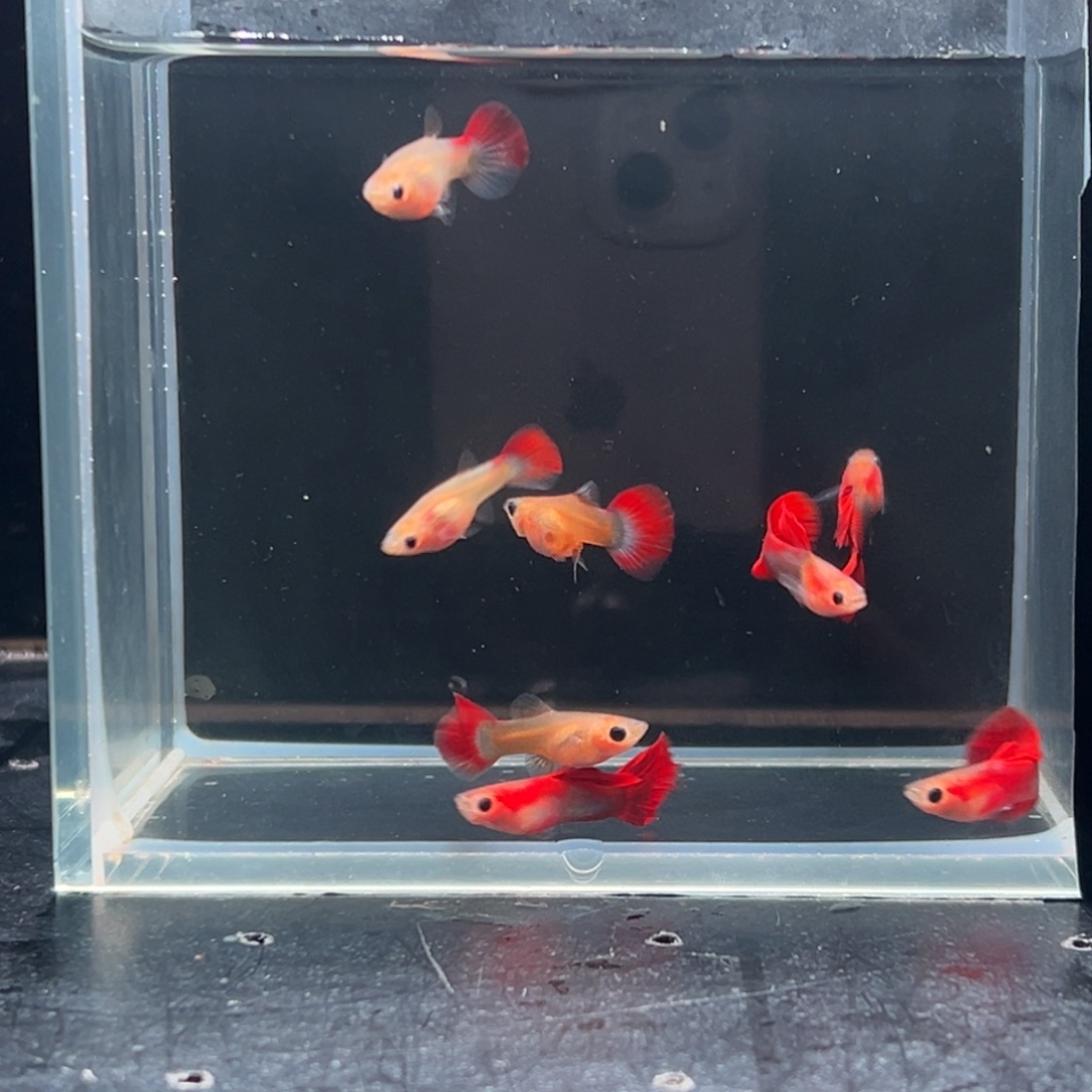 孔雀鱼红礼服玻璃猫4对