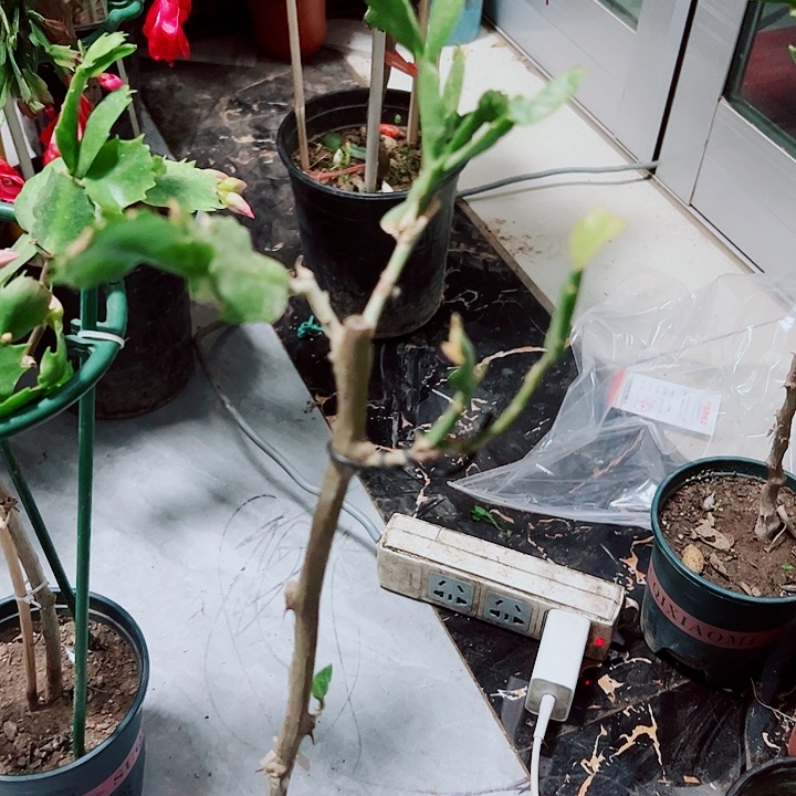 戒****）叶仙嫁接嫁接重瓣017
