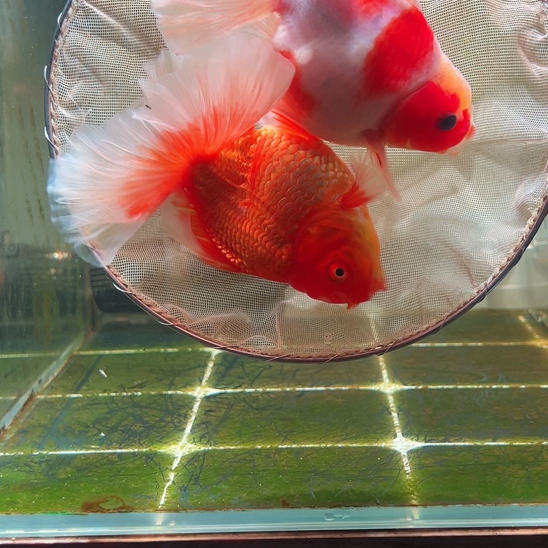 金鱼百褶泰狮亚成5