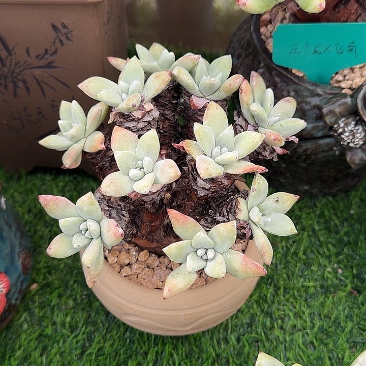 瓷***哥白菊杂仙女杯老桩