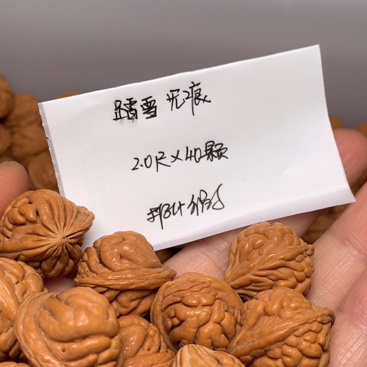 野生龙纹桃核霸王龙