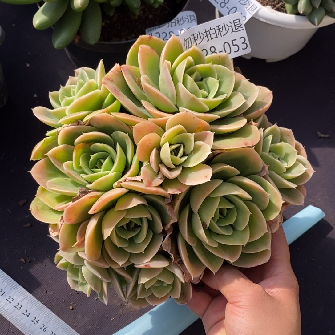 两单包邮1228-53星娜塔