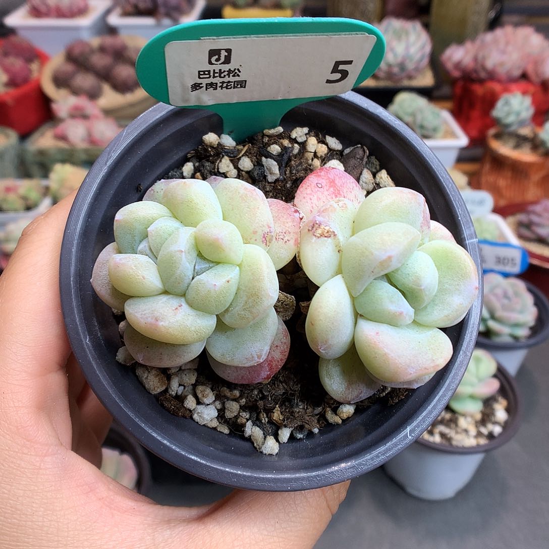 5双头双心冰玉石化多肉植物