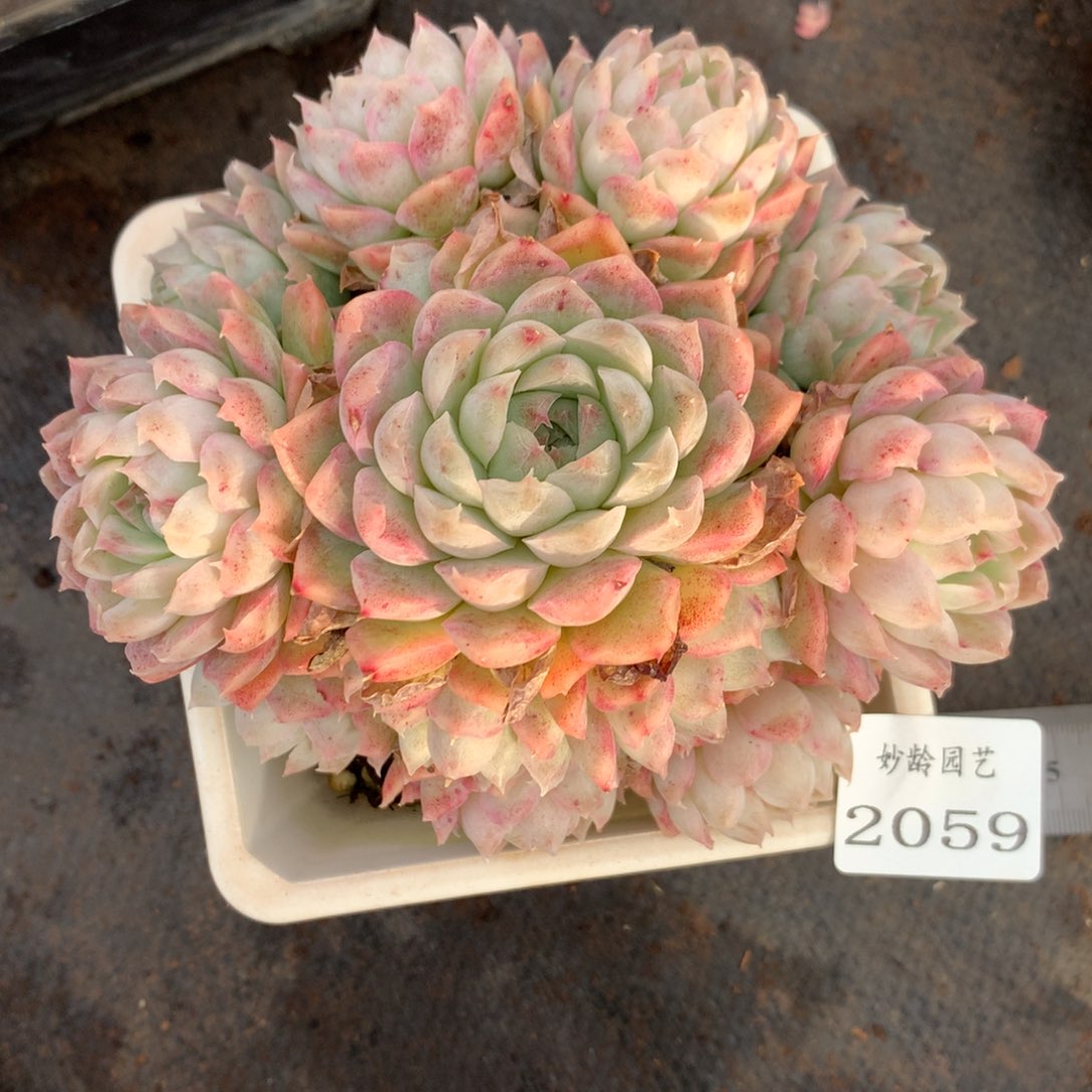 2059杂交精品基地13厘米