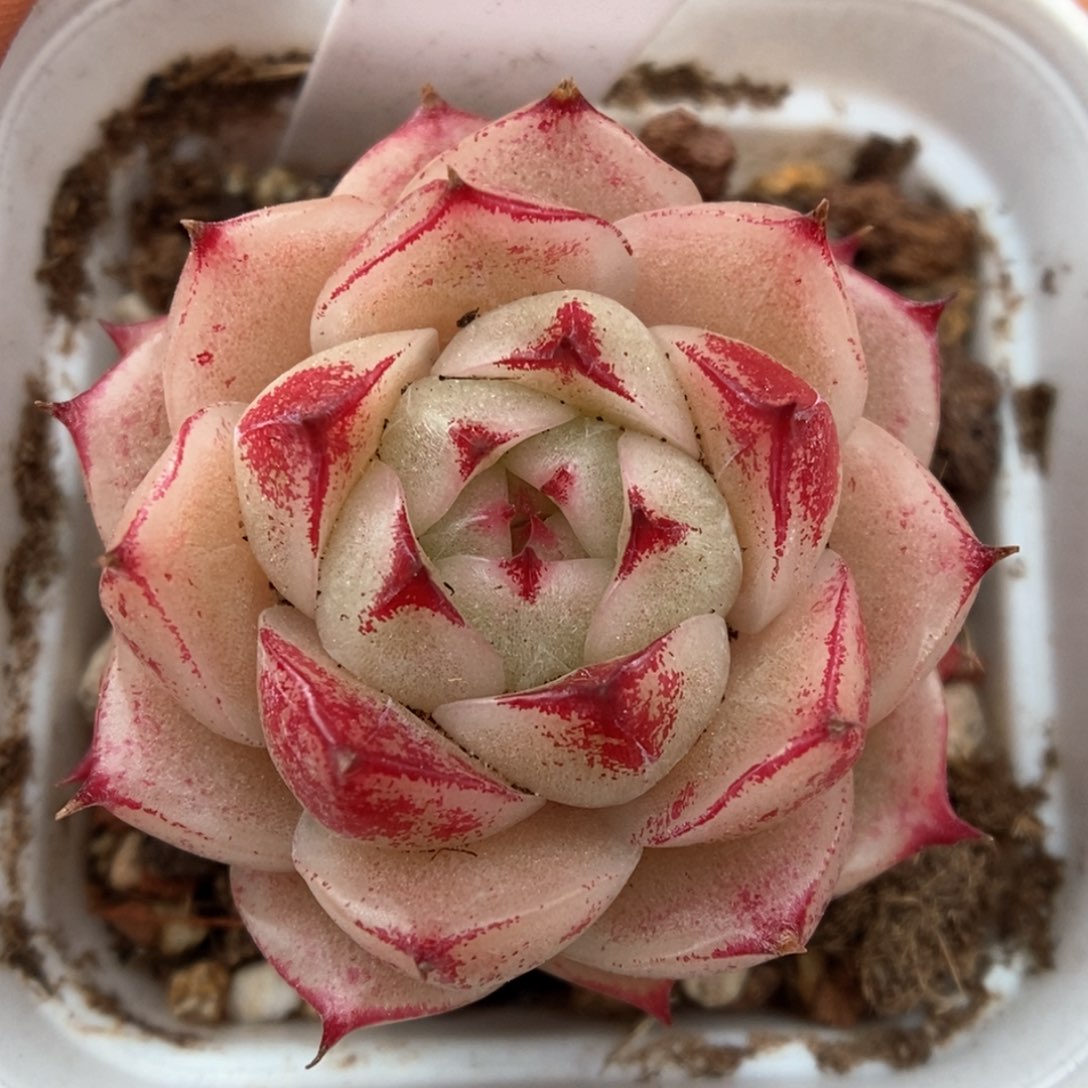 油透麦秆可拍918号