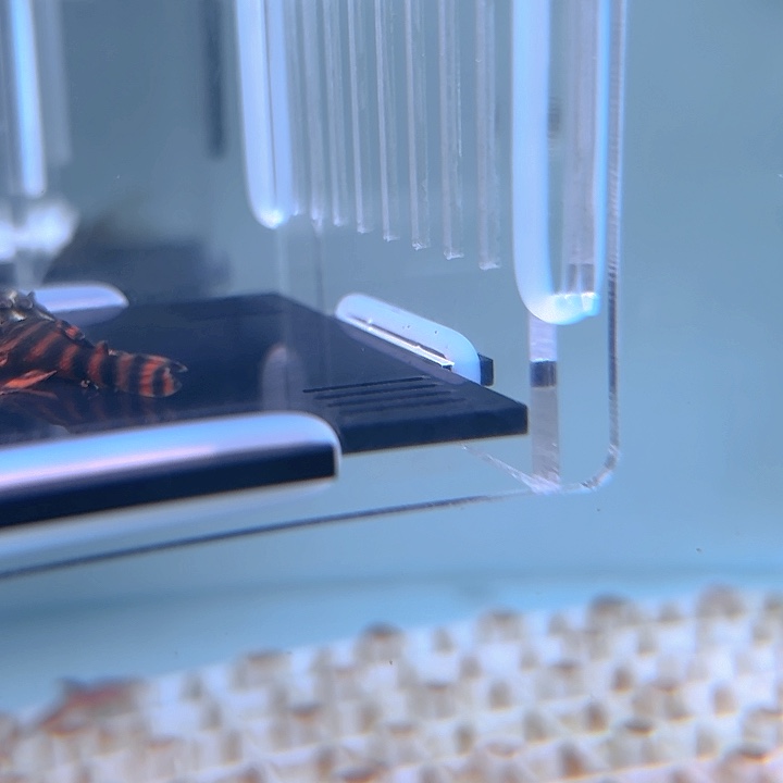 为***…清道夫鱼红老虎4条尺寸3-3.5