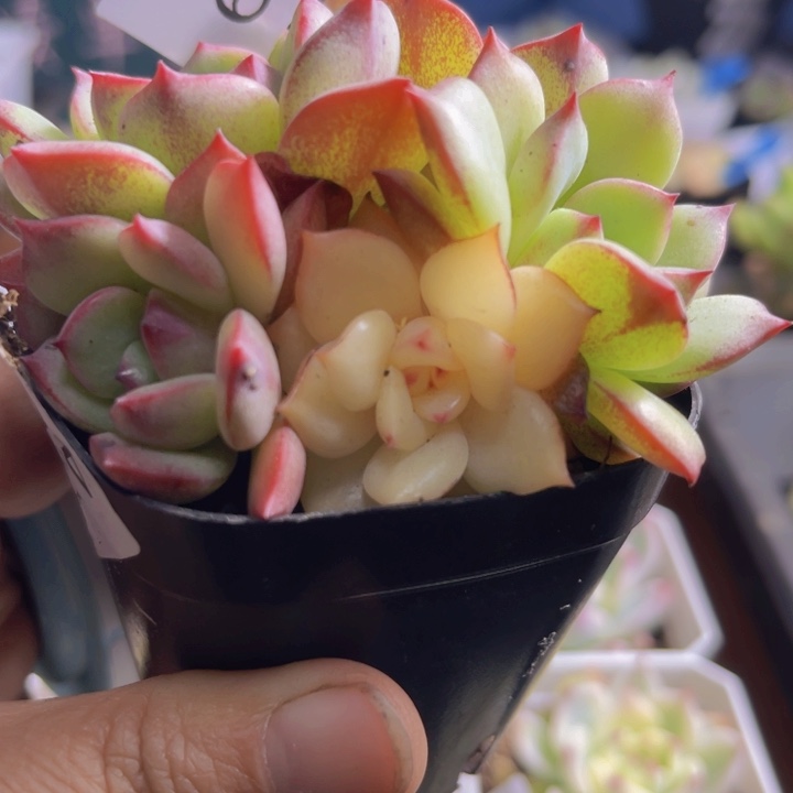 三文鱼锦多肉植物671