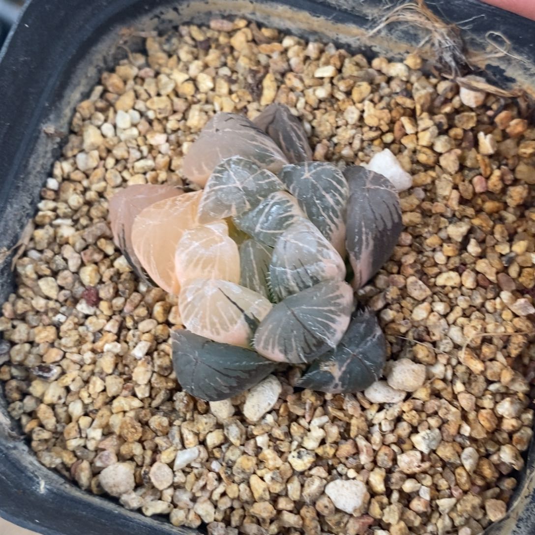 一颗实生原始玉露锦。 