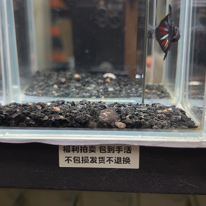 斗鱼跑单拉黑20日71