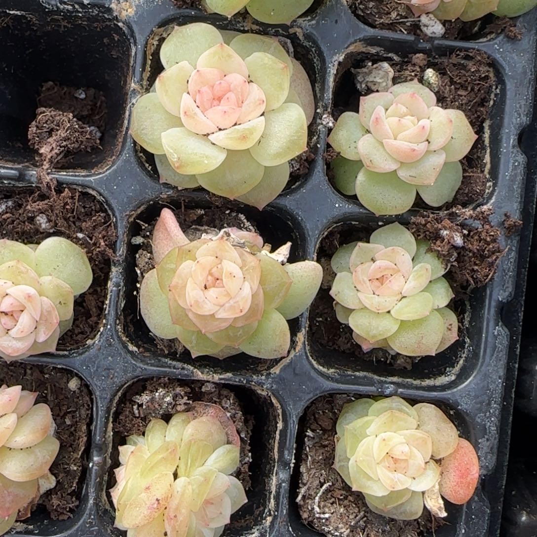 粉谪仙穴一个满25包邮