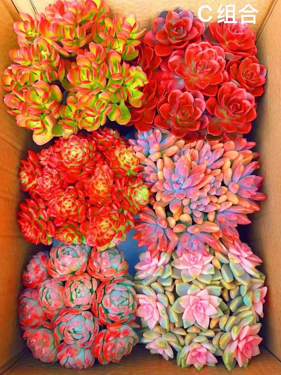 自家种的 满满一大箱（六盆多肉） 带盆土新手好养活 云南基地发货