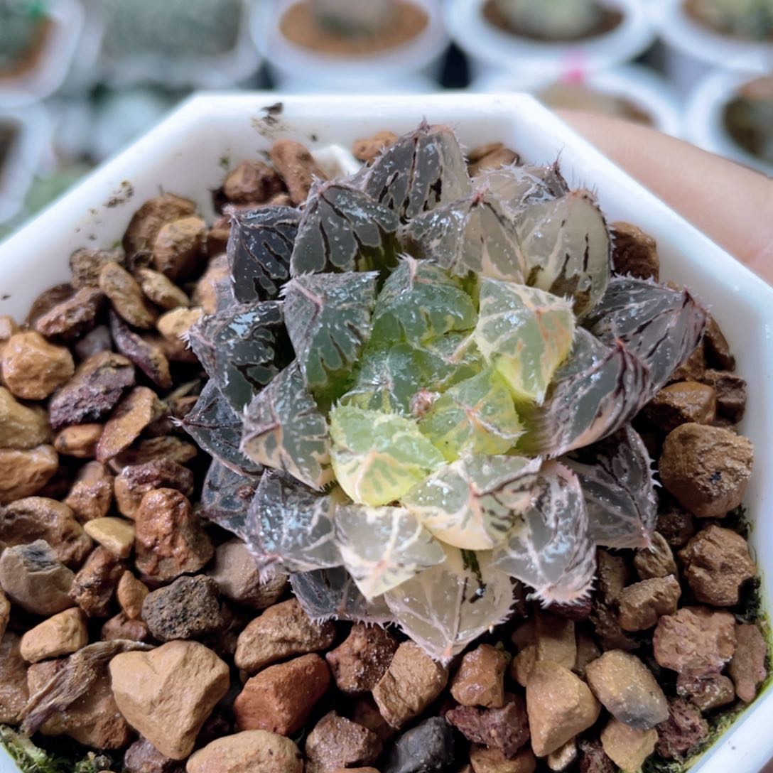 19大叶楼兰锦。