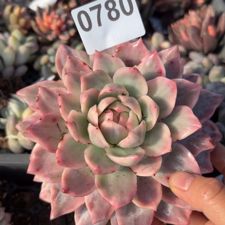 蓝鸟锦多肉植物满18包邮当场凑单