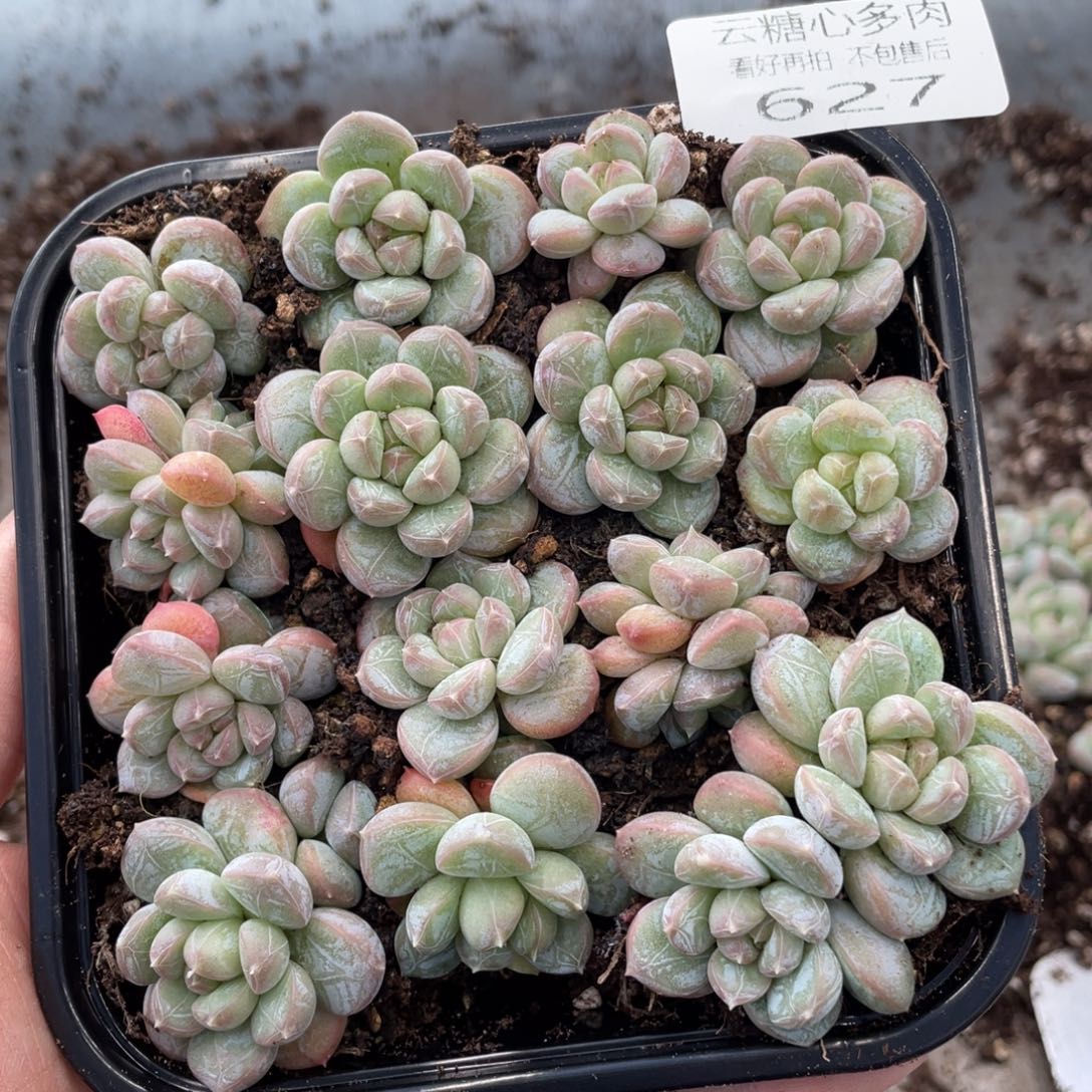 云糖心多肉植物627