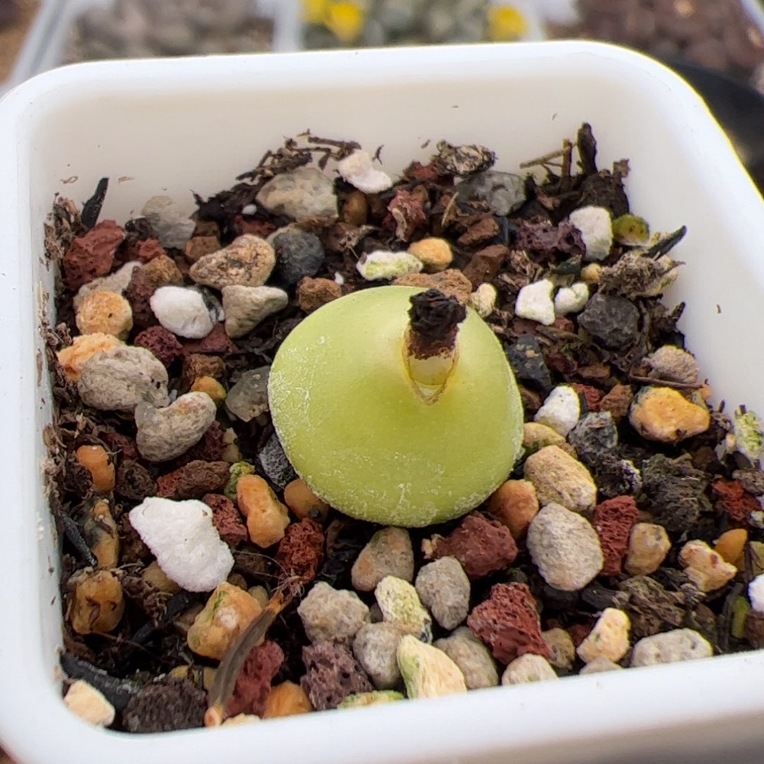 0176号sh2108哈默灯泡 多肉植物