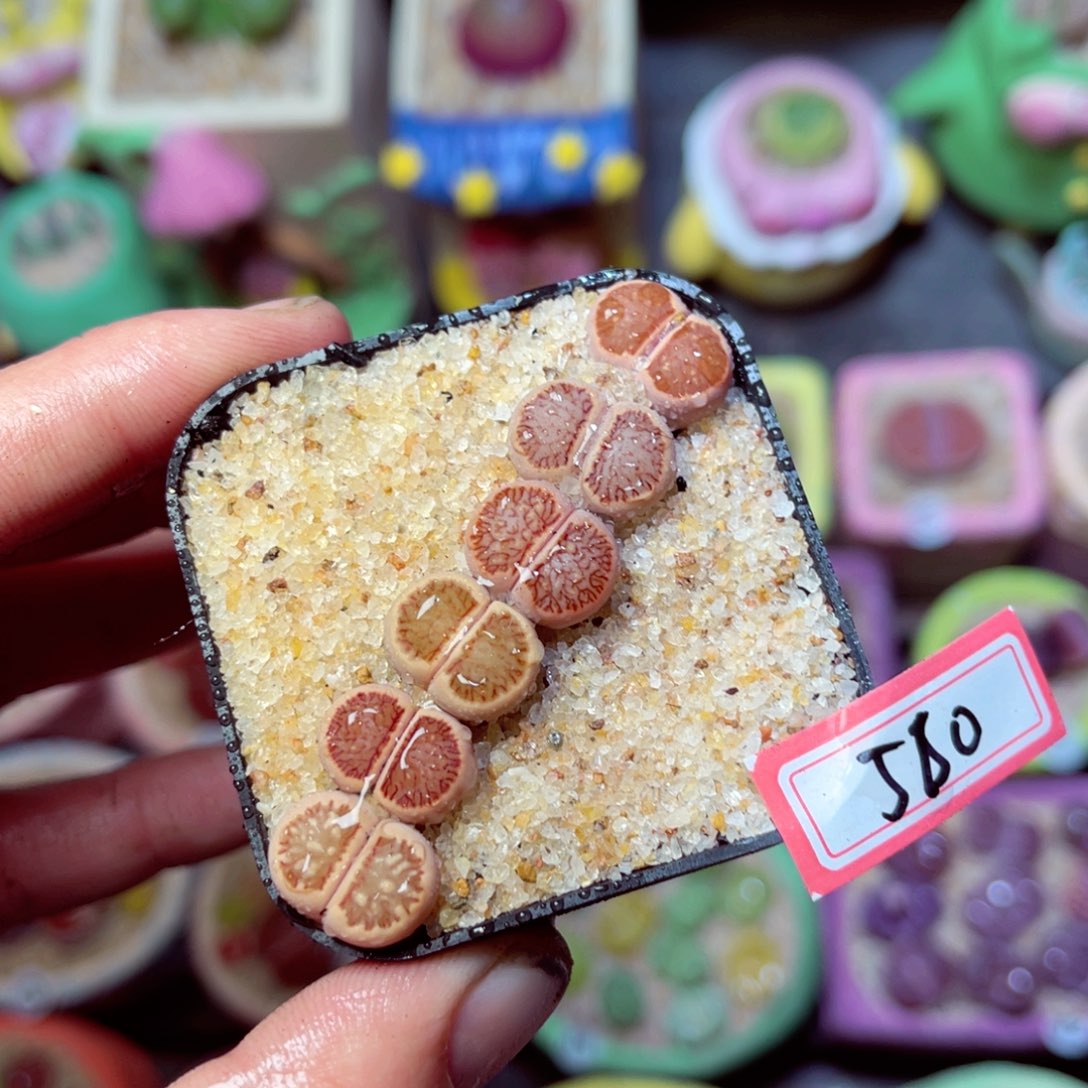 560生石花带盆发