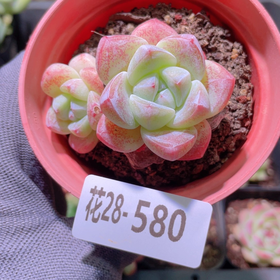 花利美28-580冰玉