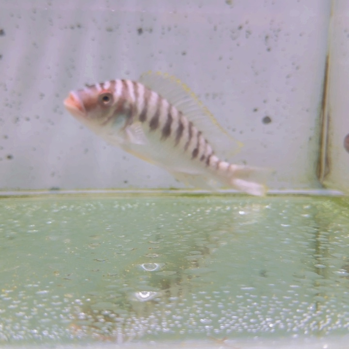 海水716红眼细纹龙王。        