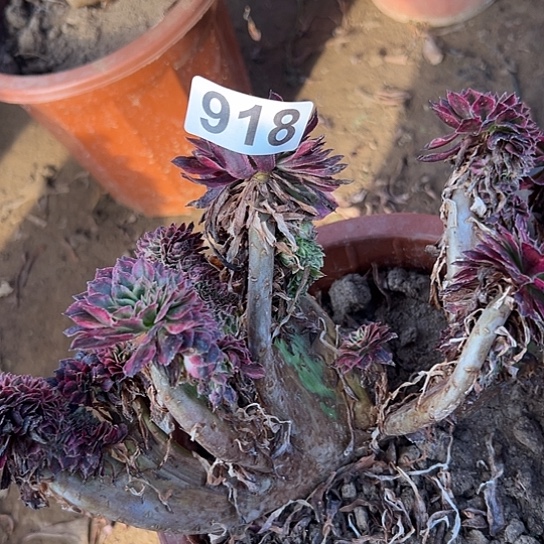 葵***花多肉植物一个超白918