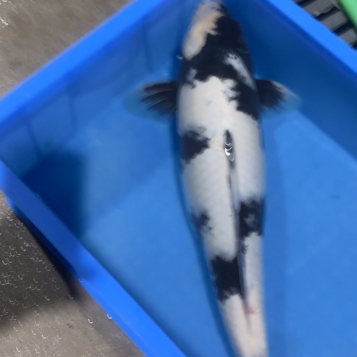 海水鱼赤目芒果白写