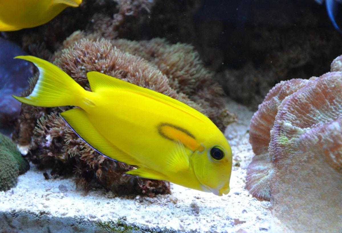 黄一字吊海水观赏鱼已检疫健康活泼默认顺丰