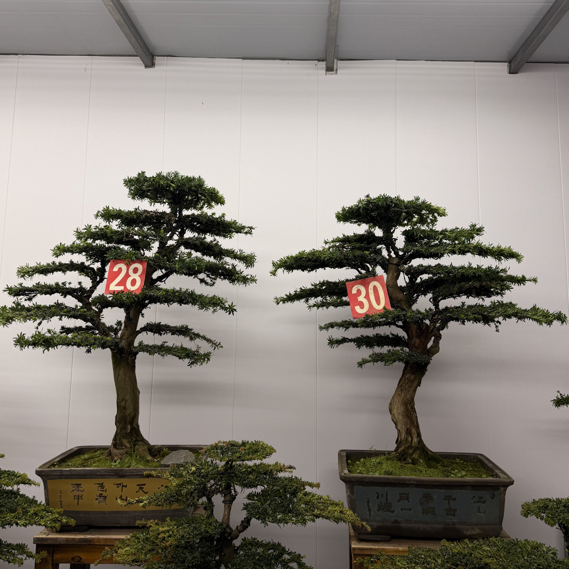 两棵米叶罗汉松盆景 含盆高126/136冠幅100/110 含盆包邮