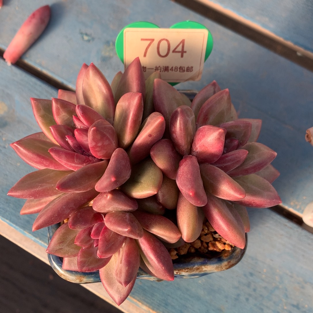 迷雾泡泡无砍平头704