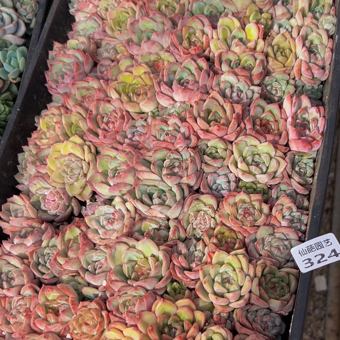 324多肉菜市场里都能吃