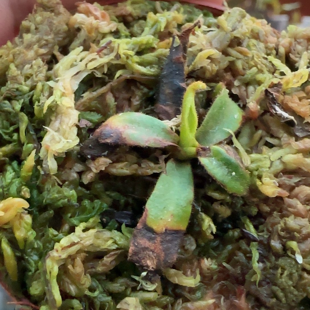 赤***醇无花朵不售后猪笼草