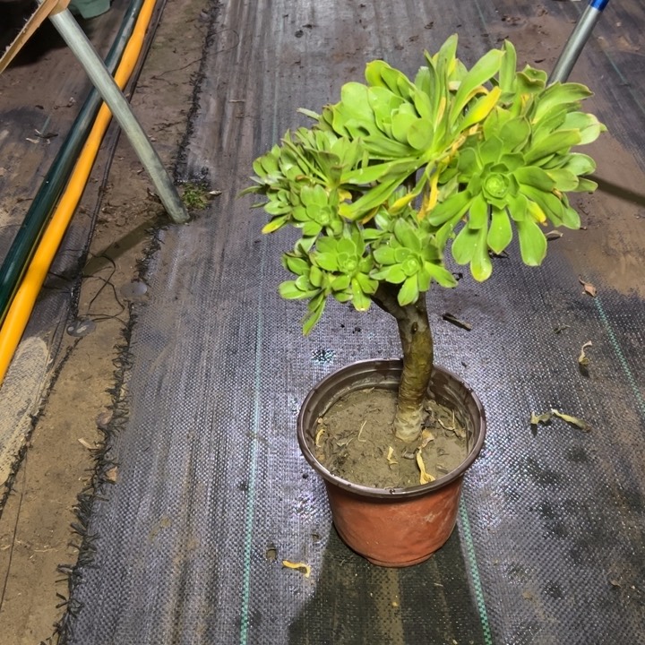 65原始绿多肉多肉多肉