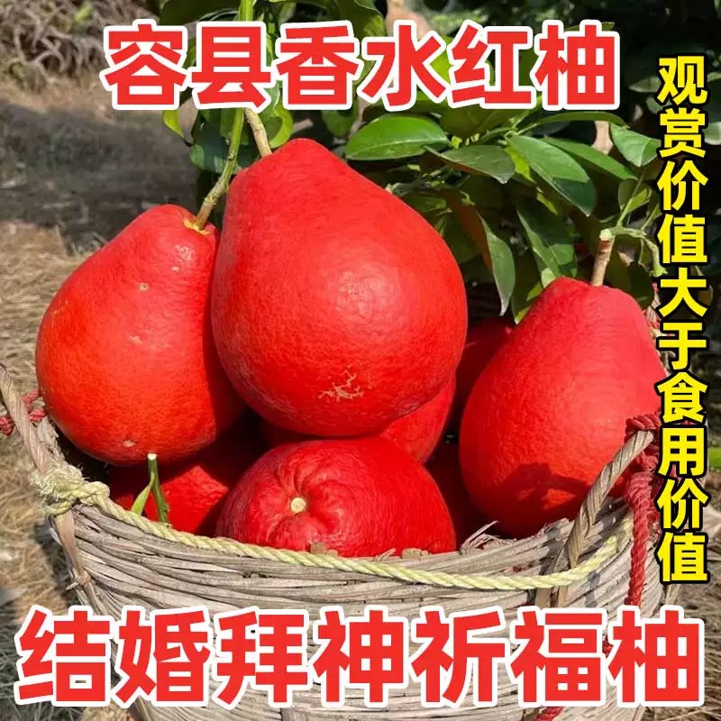 容县香水红柚泰国暹罗红柚结婚拜神祈福柚喜庆摆件鸿运当头香味浓