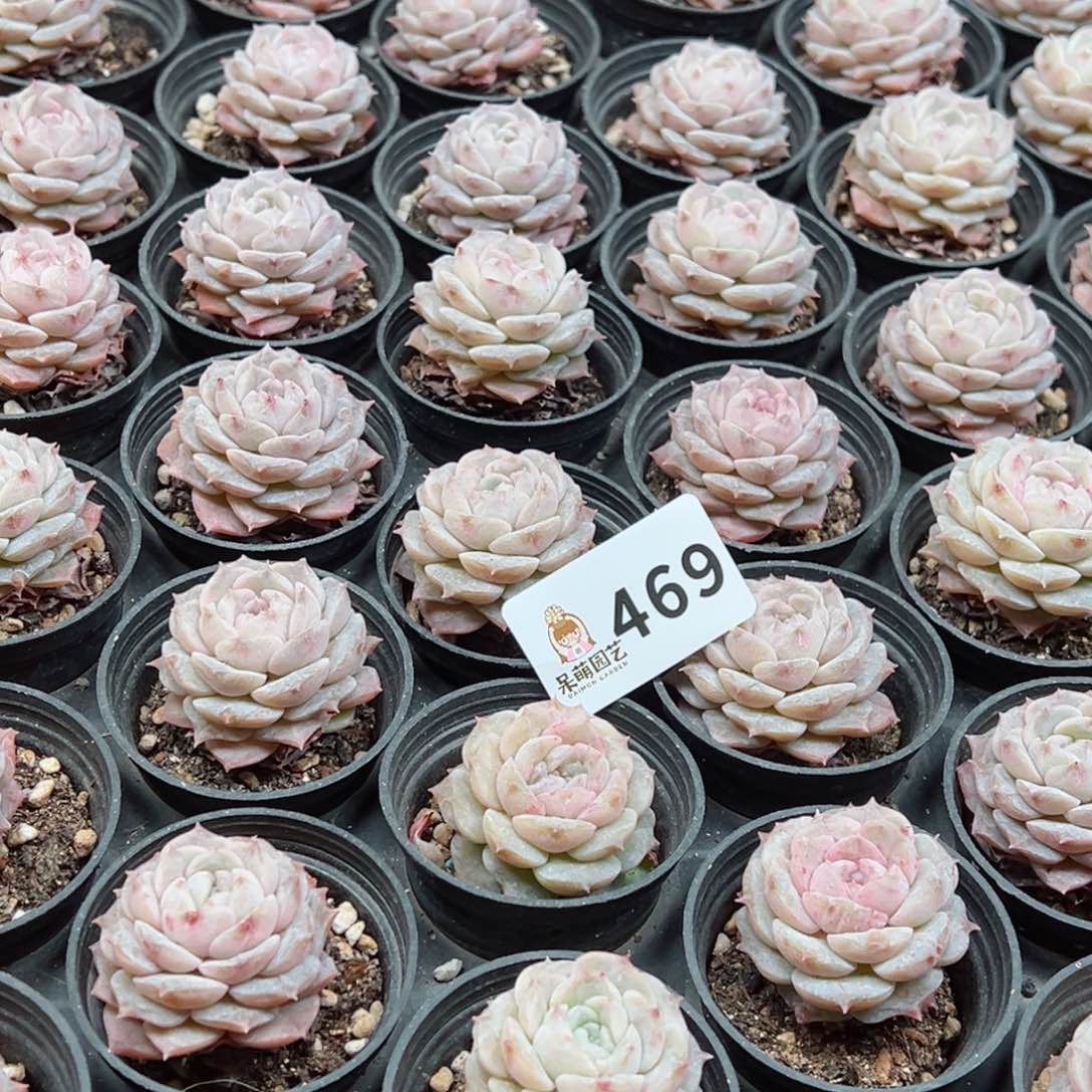 多肉植物多肉植物n