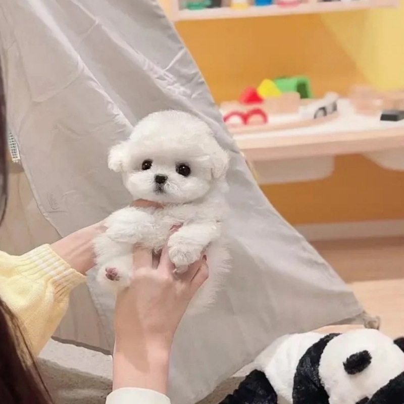 北京比熊犬茶杯犬舍宠物市场韩系小体幼犬宠物马尔泰犬多少钱一只