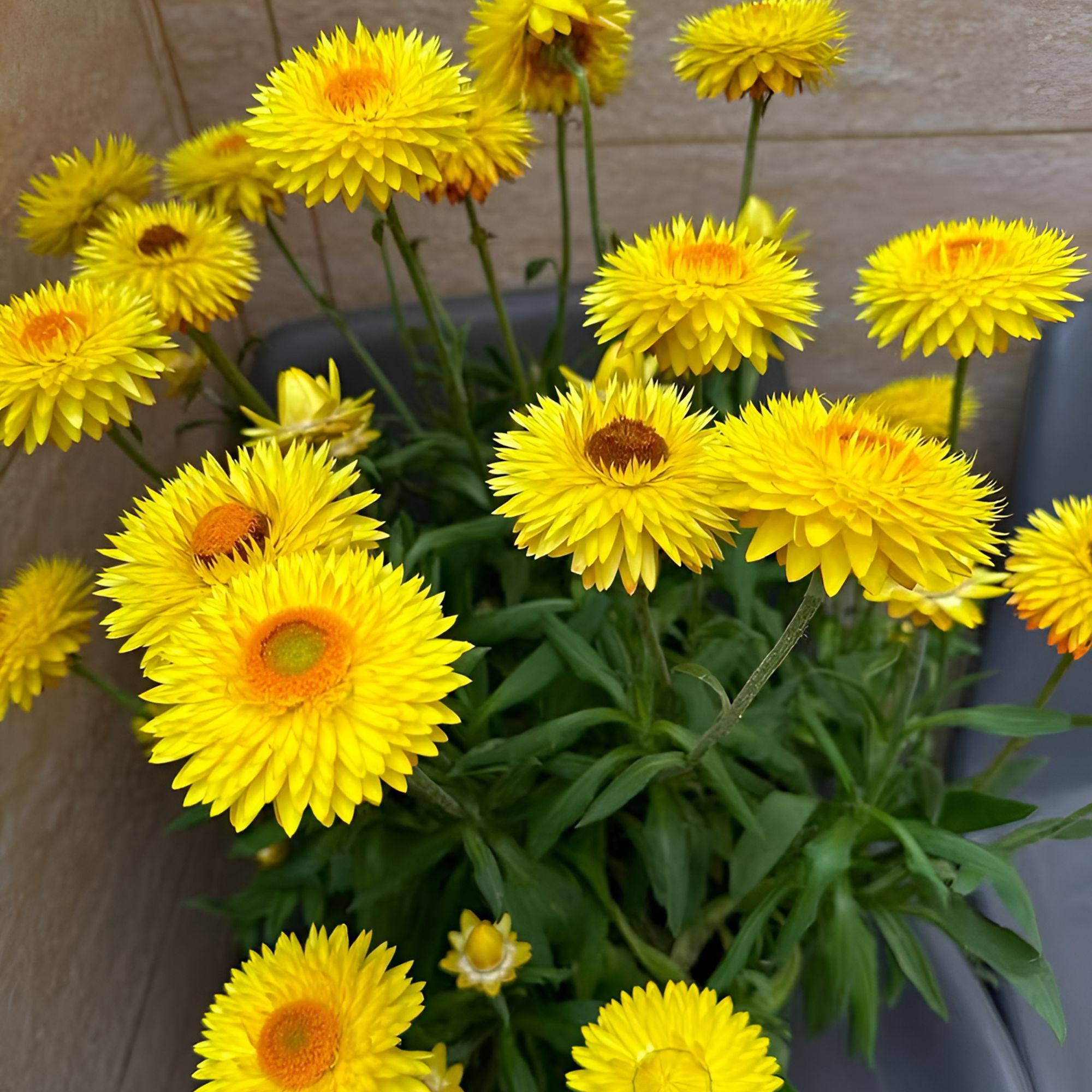 【金黄色】麦秆菊耐寒盆栽多年生易养护适合庭院花园种植