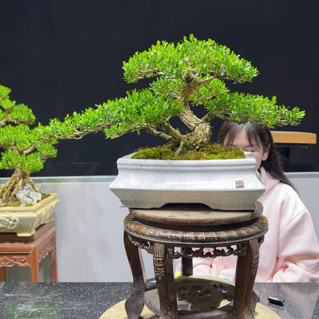 四季常青老桩黄杨盆景