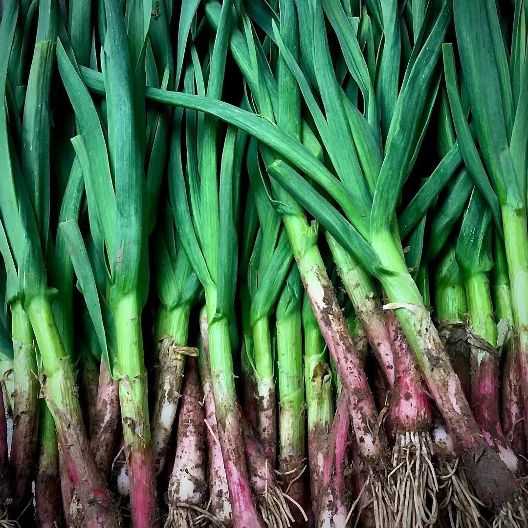 大蒜红皮大蒜老品种大蒜蒜香浓郁现摘现发带跟发货新鲜大蒜香蒜