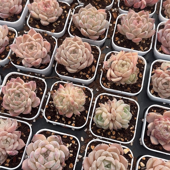 5.2盆 冰魄 冠幅3-5厘米